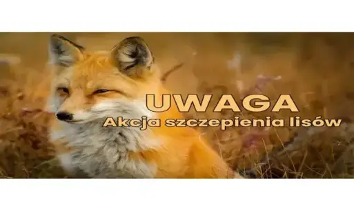 WAŻNA INFORMACJA DLA MIESZKAŃCÓW TERENÓW, NA KTÓRYCH ZOSTANĄ WYŁOŻONE PRZYNĘTY ZE SZCZEPIONKĄ DO ZWALCZANIA WŚCIEKLIZNY U LISÓW WOLNO ŻYJĄCYCH w akcji jesiennej 2025 roku